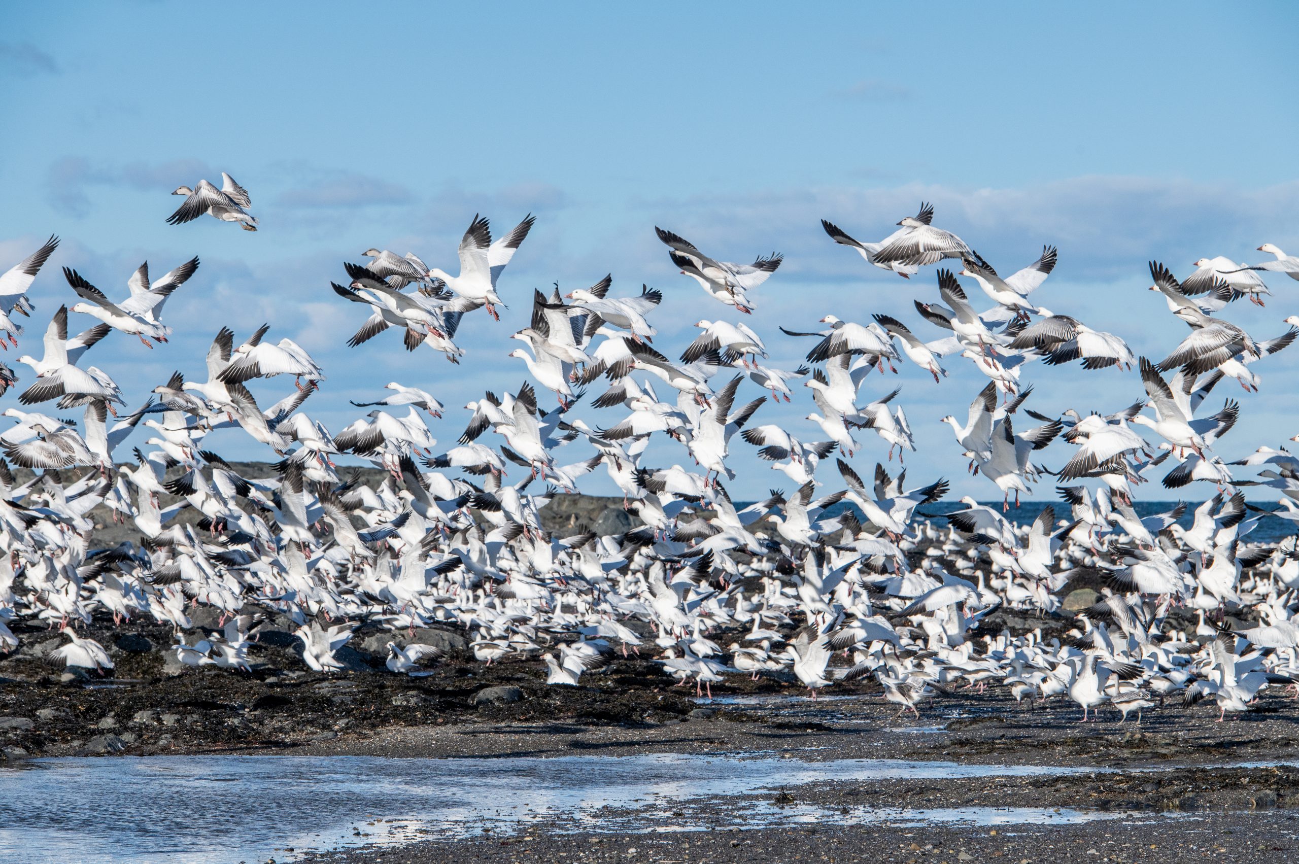 Une envolée d’oies sur le bord de mer à Matane.