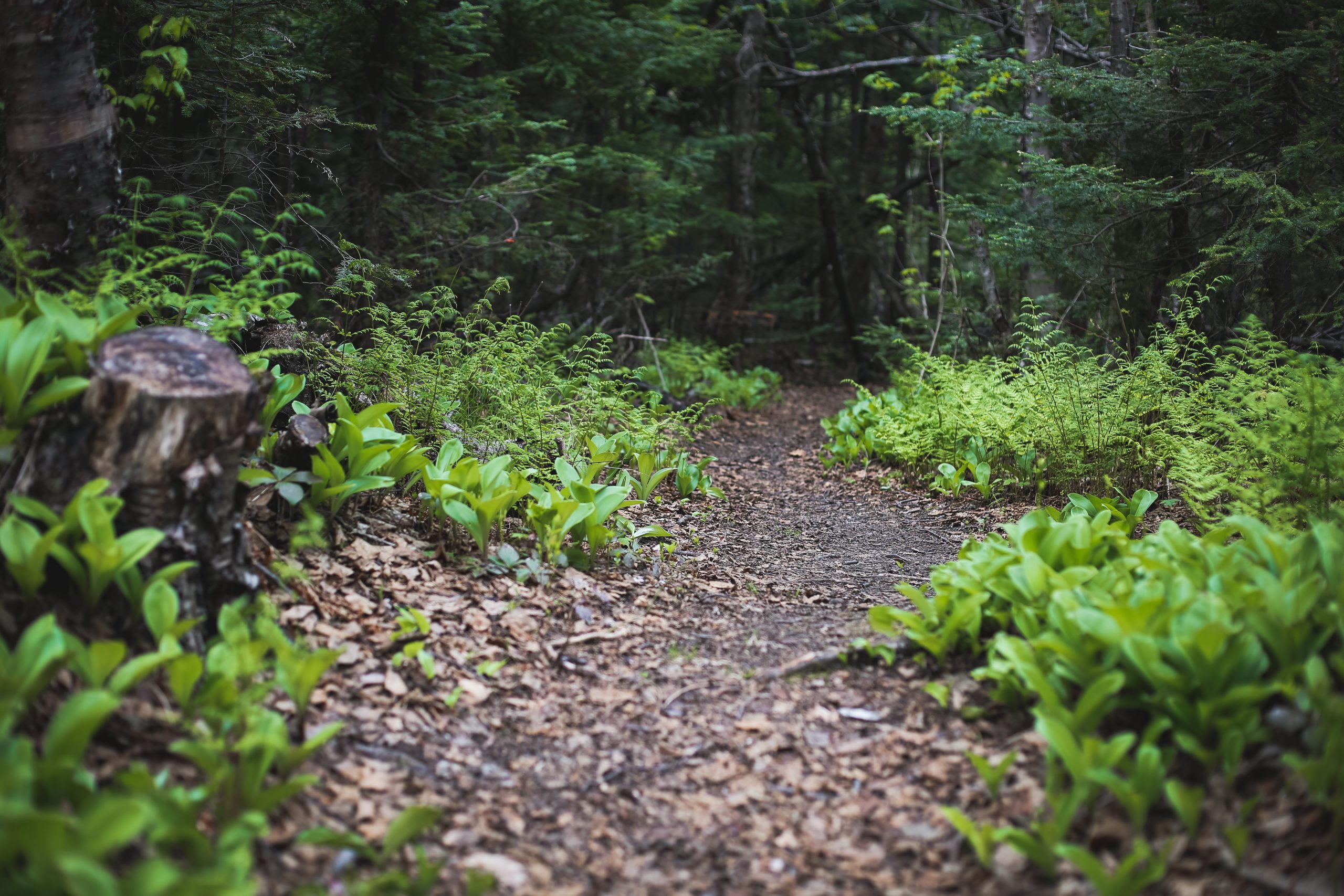 Sentier de marche à Matane