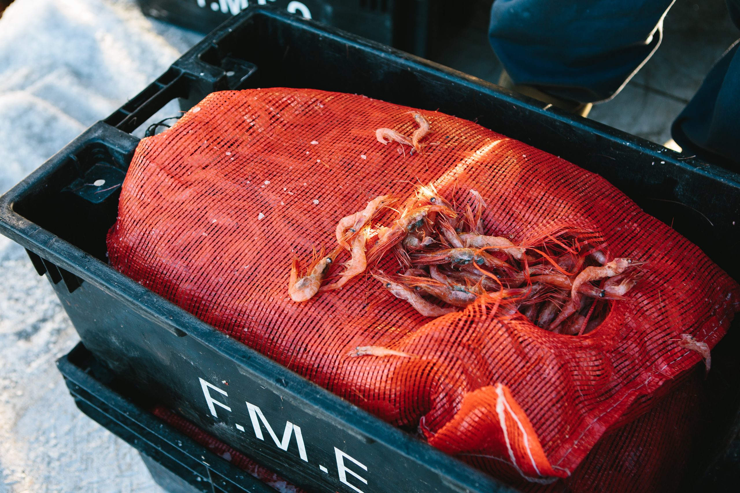 La récolte de pêcheur de crevette arrivant à l’usine de transformation à Matane.