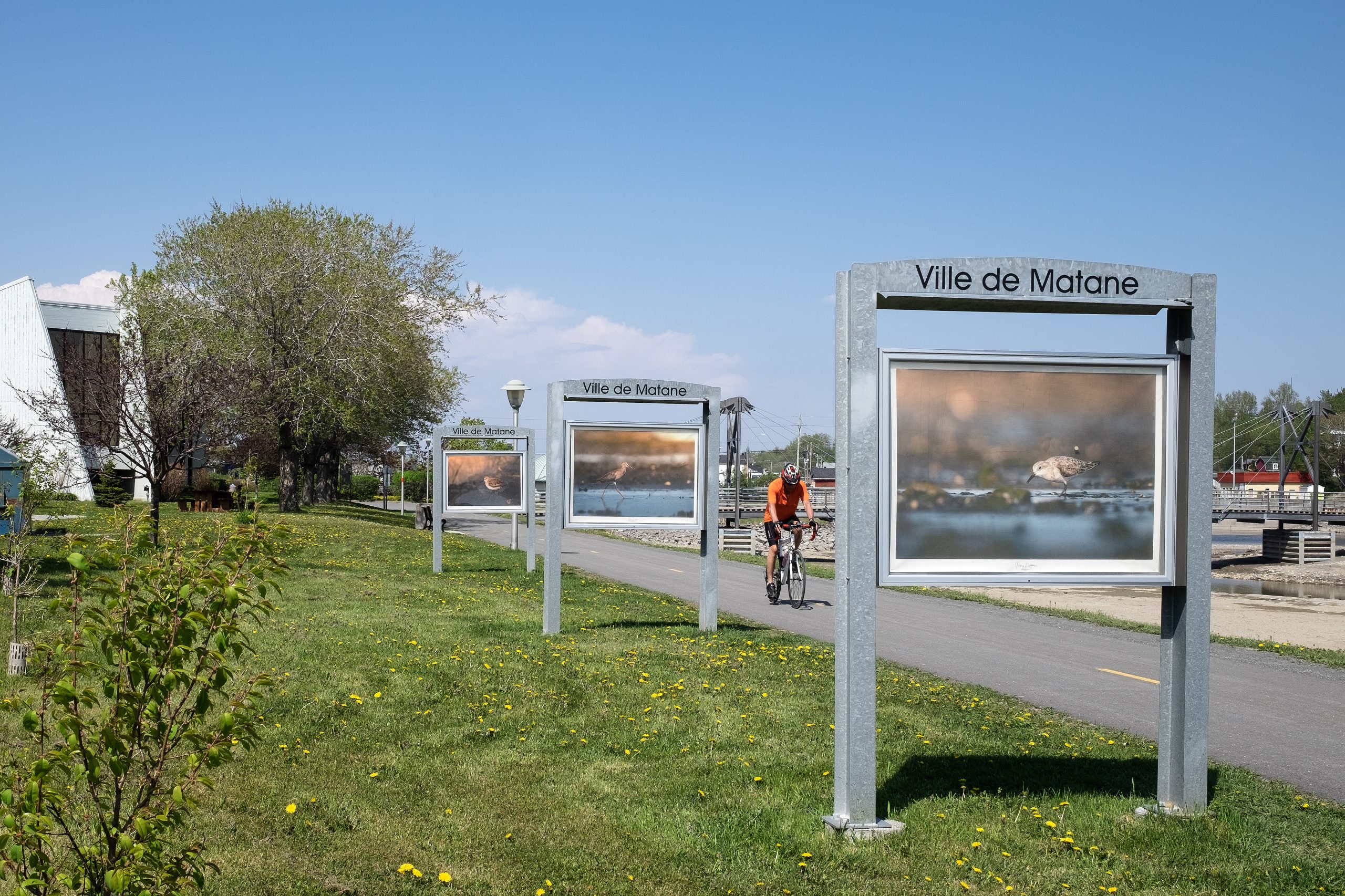 Un cycliste circulant sur la piste William-Price à Matane près de l’hôtel de ville et de présentoirs exposant des photos d’oiseaux.