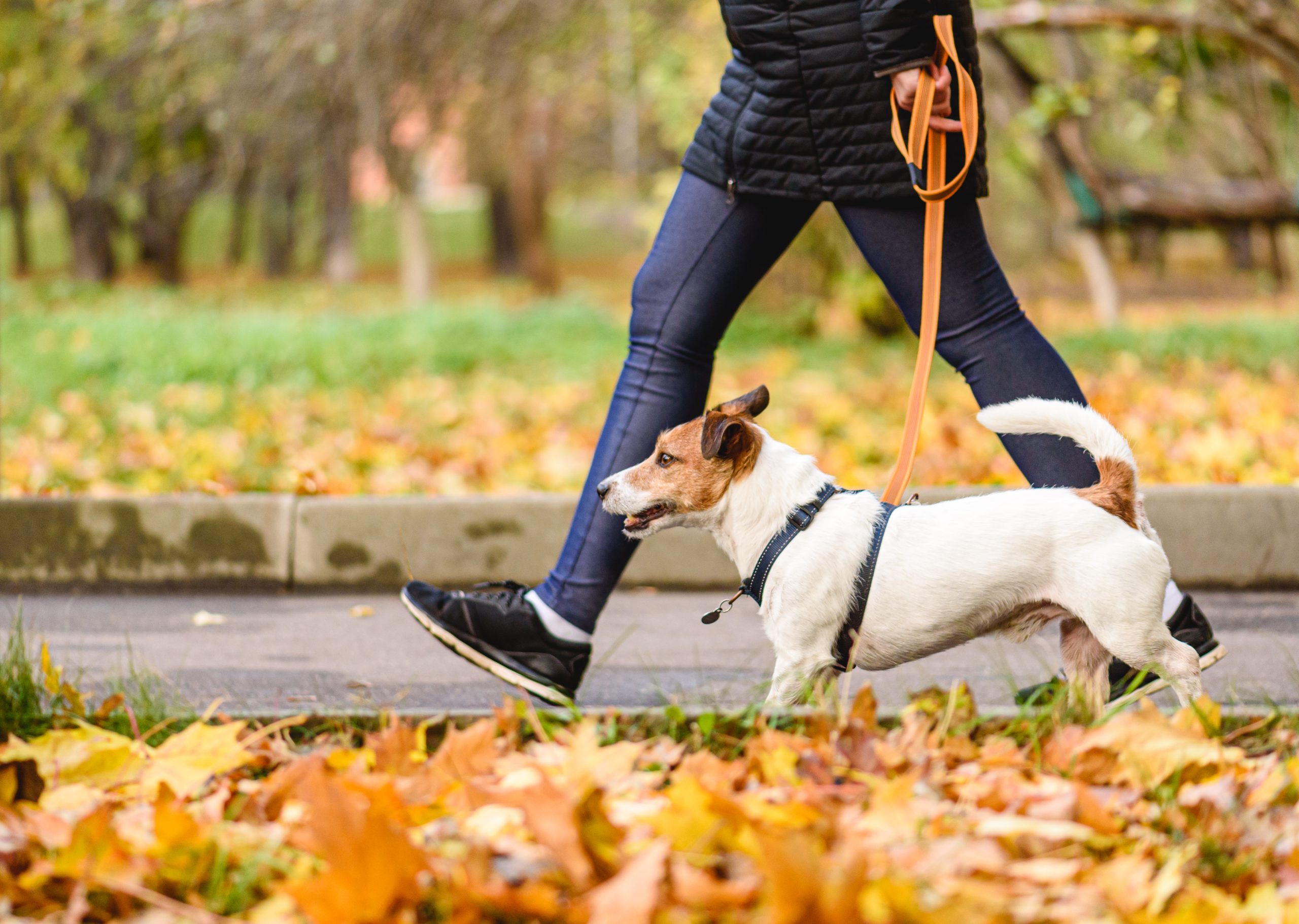 Une personne promenant son chien à l’automne. 